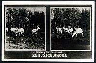 ehuice  pohlednice (1938)