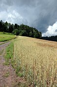 Levín – pohled na lokalitu od cesty z Levínské Olešnice