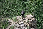 umberk  prostor hradu (dkladn) spsaj kozy