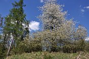 Cizkrajov – kvetoucí třešeň jako dominanta tvrziště
