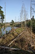 Borkov – vnější předhradí z prostřední části