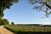 Liechtenstein od Rauchkogelu