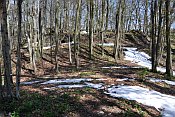 Festenberg