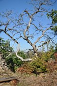 Buchenstein