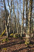 Harchheim  vrcholov st