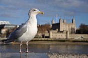 London  Tower