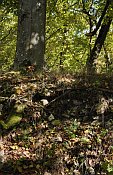 Tibava – Choňkovce